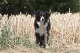 BORDER COLLIE 151